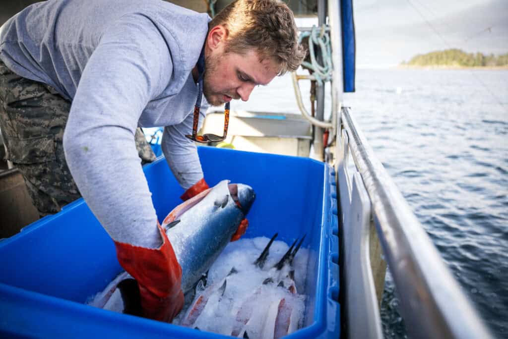 A man is holding a fish in a blue container.