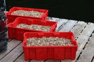 Crates holding marine life being processed.