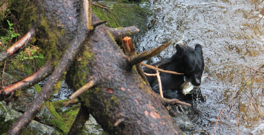 Shot from above of a black bear cub grabbing a fish in its mouth.