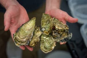A group of mussels held in outstretched hands
