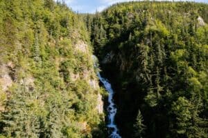 A waterfall in a dense evergreen forest.